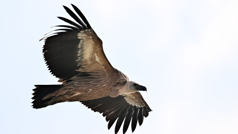 Specijalni rezervat prirode Uvac